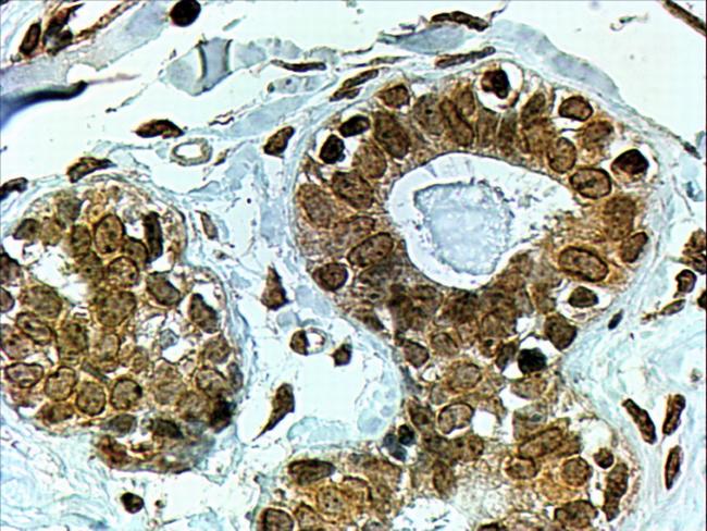 CYP7B1 Antibody in Immunohistochemistry (Paraffin) (IHC (P))