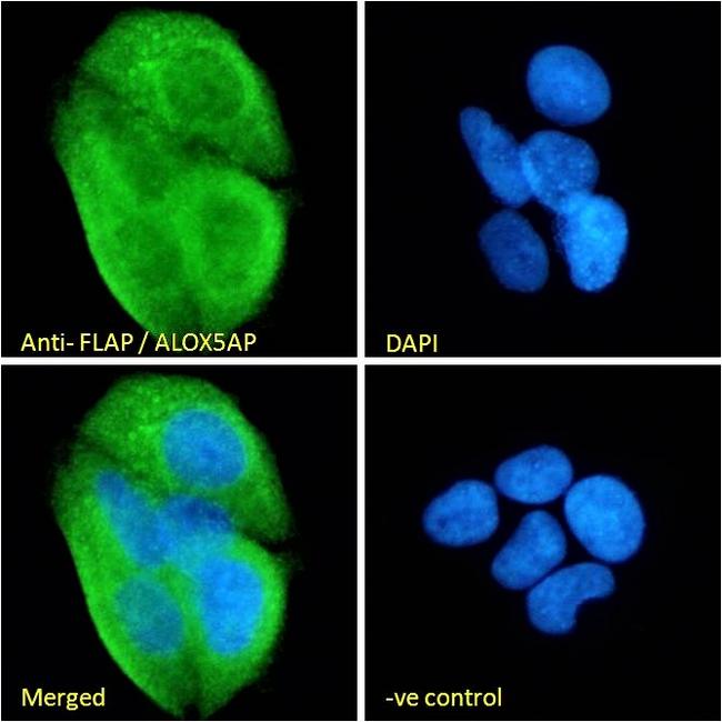 FLAP Antibody in Immunocytochemistry (ICC/IF)