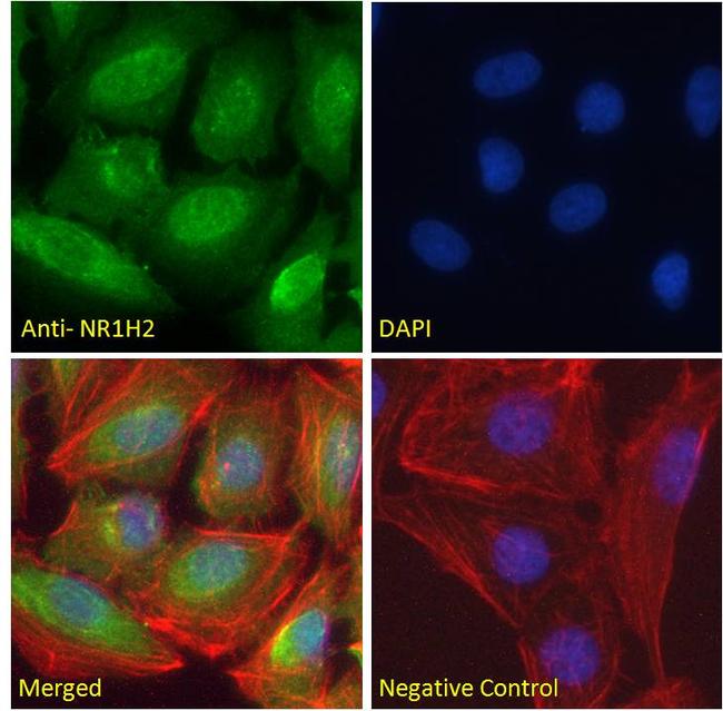 LXR beta Antibody in Immunocytochemistry (ICC/IF)