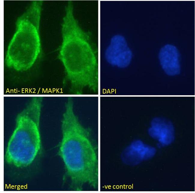 ERK2 Antibody in Immunocytochemistry (ICC/IF)