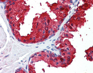 Sorbitol Dehydrogenase Antibody in Immunohistochemistry (Paraffin) (IHC (P))