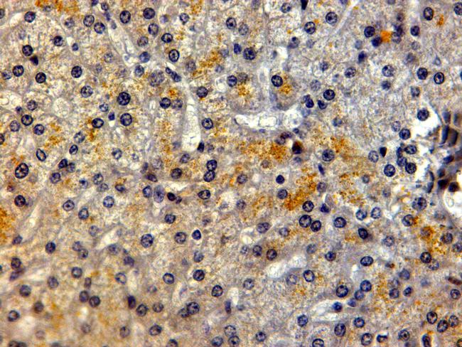 LRP5 Antibody in Immunohistochemistry (Paraffin) (IHC (P))