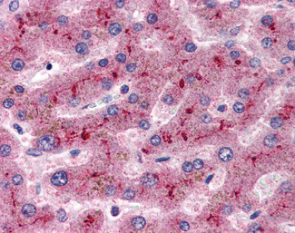 Complement Factor H Antibody in Immunohistochemistry (Paraffin) (IHC (P))