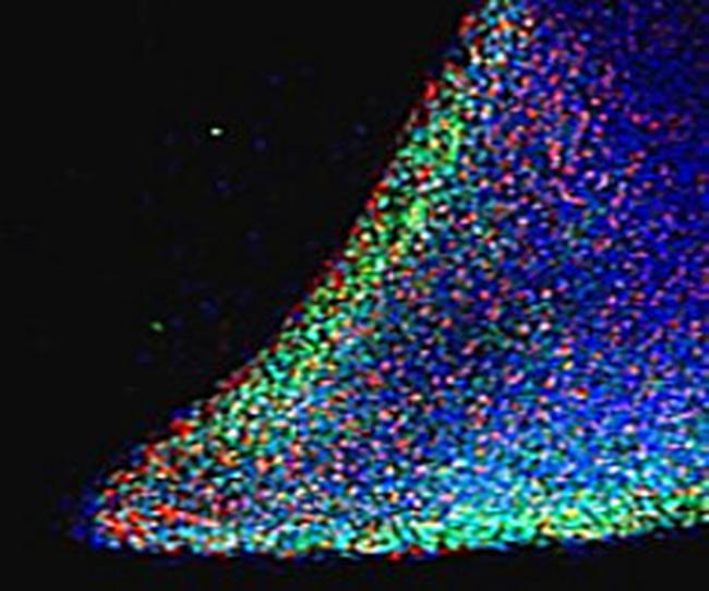 Nanog Antibody in Immunocytochemistry (ICC/IF)