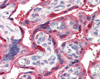 Ghrelin Antibody in Immunohistochemistry (Paraffin) (IHC (P))