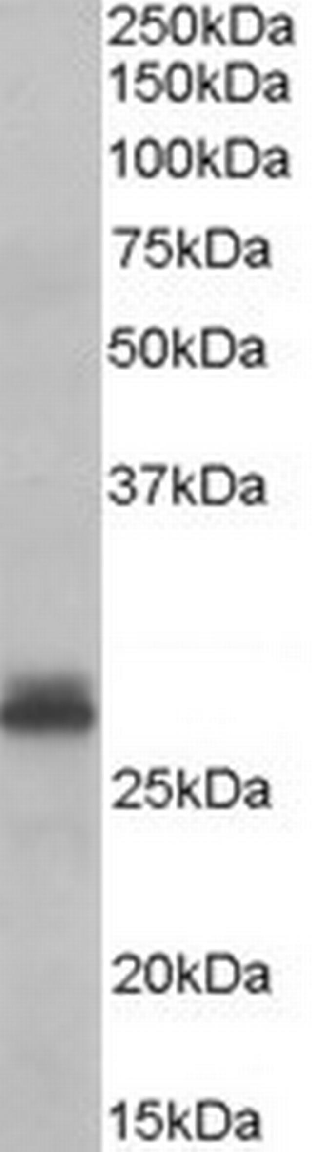 TAZ Antibody in Western Blot (WB)