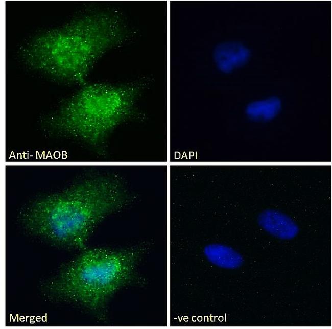 Monoamine Oxidase B Antibody in Immunocytochemistry (ICC/IF)