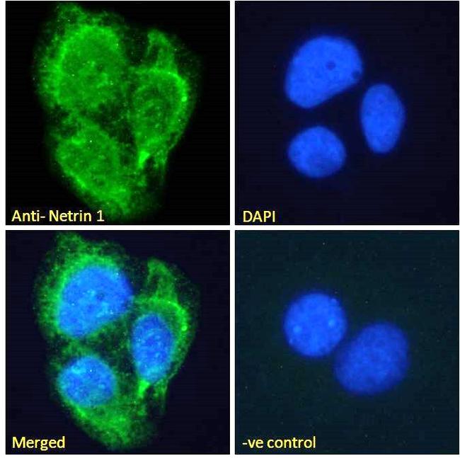 NTN1 Antibody in Immunocytochemistry (ICC/IF)