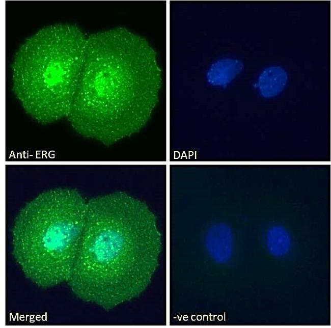 ERG Antibody in Immunocytochemistry (ICC/IF)