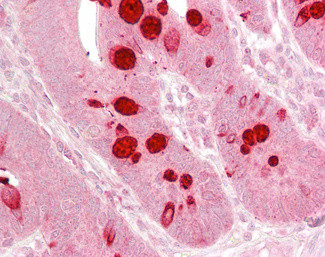 AGO1 Antibody in Immunohistochemistry (Paraffin) (IHC (P))