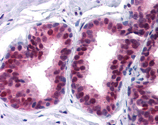 p27 Kip1 Antibody in Immunohistochemistry (Paraffin) (IHC (P))