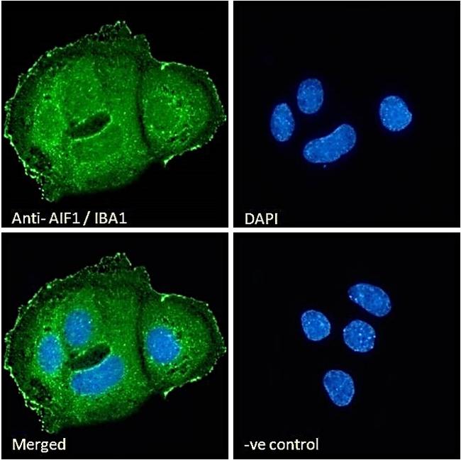 IBA1 Antibody in Immunocytochemistry (ICC/IF)