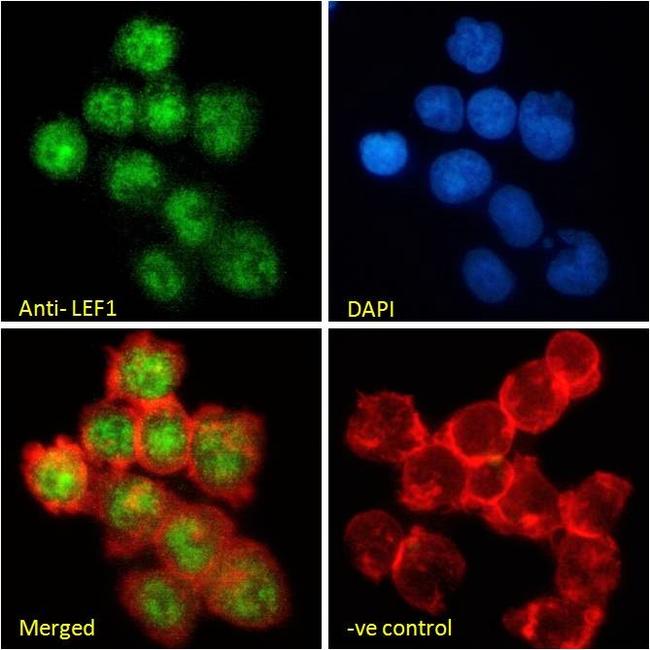 LEF1 Antibody in Immunocytochemistry (ICC/IF)