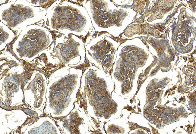 GPX4 Antibody in Immunohistochemistry (Paraffin) (IHC (P))