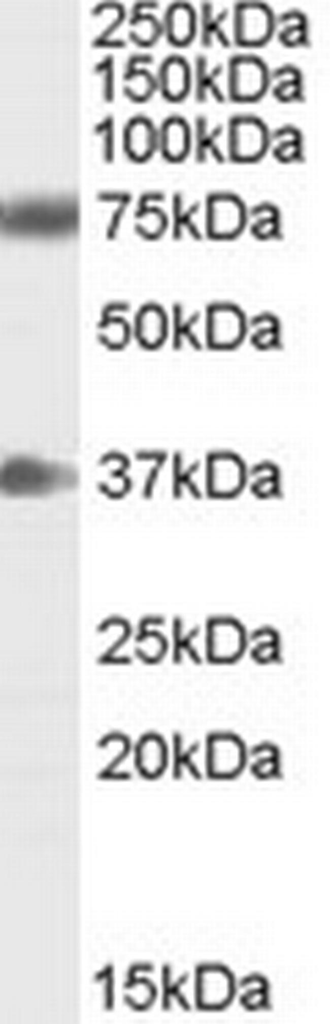 NRG3 Antibody in Western Blot (WB)