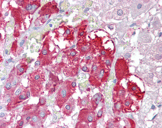 PTEN2 Antibody in Immunohistochemistry (Paraffin) (IHC (P))