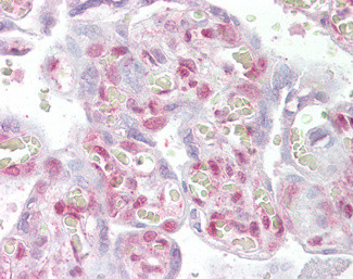 XLF Antibody in Immunohistochemistry (Paraffin) (IHC (P))