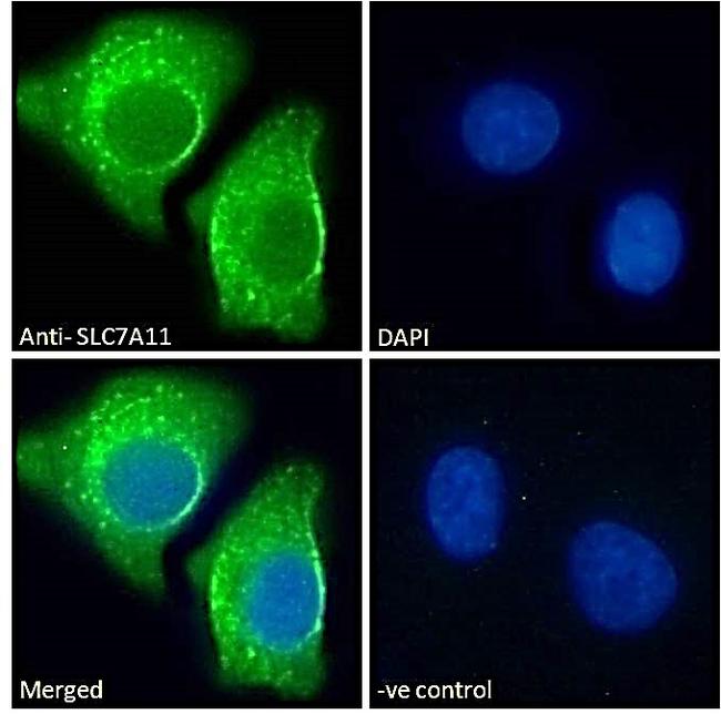 SLC7A11 Antibody in Immunocytochemistry (ICC/IF)