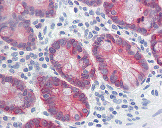 AGR2 Antibody in Immunohistochemistry (Paraffin) (IHC (P))