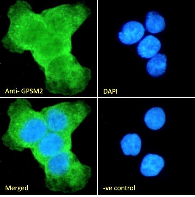 GPSM2 Antibody in Immunocytochemistry (ICC/IF)