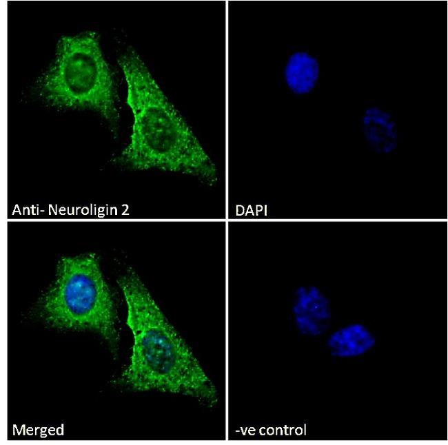 Neuroligin 2 Antibody in Immunocytochemistry (ICC/IF)