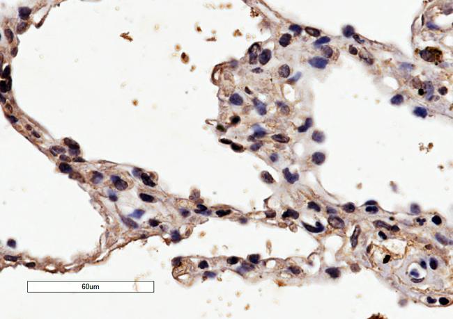 HRH1 Antibody in Immunohistochemistry (Paraffin) (IHC (P))