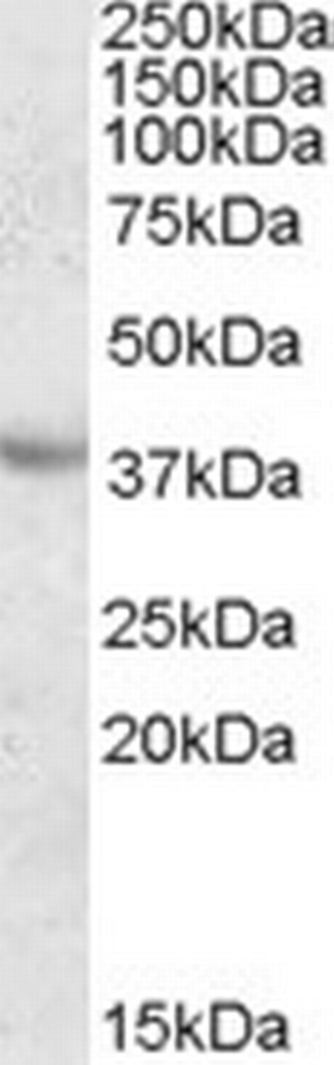 Apolipoprotein A5 Antibody in Western Blot (WB)