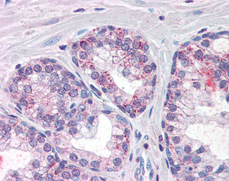 PDE11A Antibody in Immunohistochemistry (Paraffin) (IHC (P))