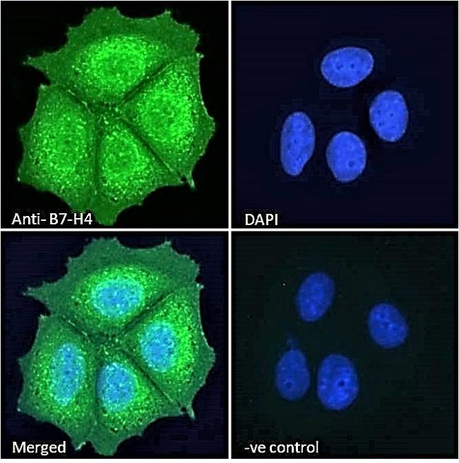 B7-H4 Antibody in Immunocytochemistry (ICC/IF)