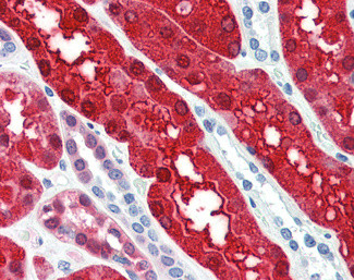 BHMT Antibody in Immunohistochemistry (Paraffin) (IHC (P))