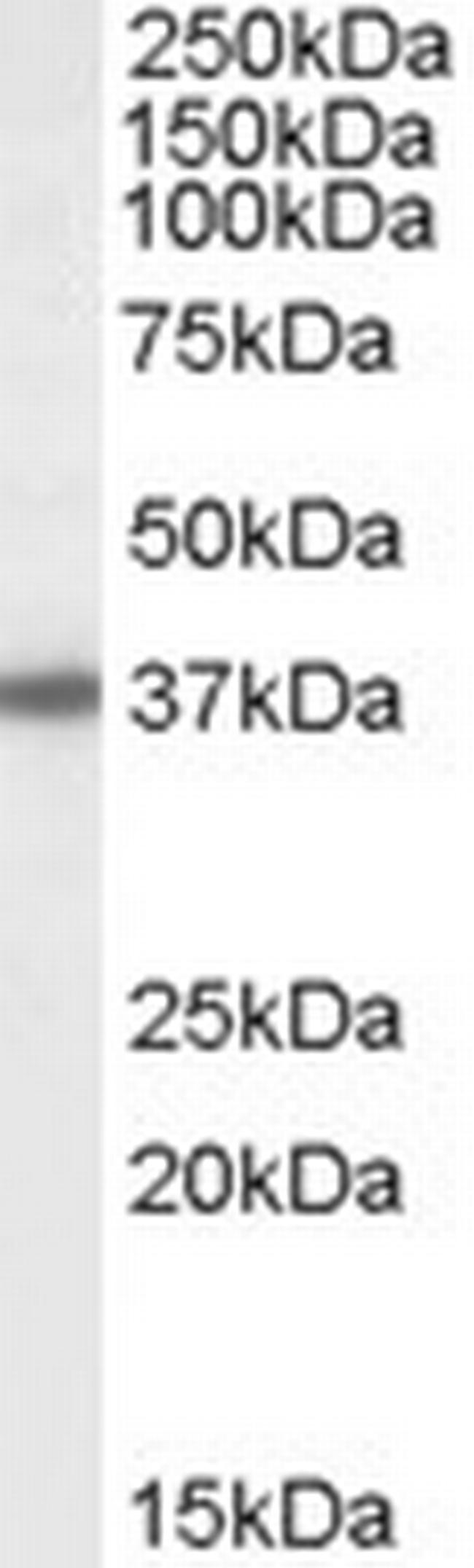 BPNT1 Antibody in Western Blot (WB)