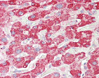 HADH Antibody in Immunohistochemistry (Paraffin) (IHC (P))