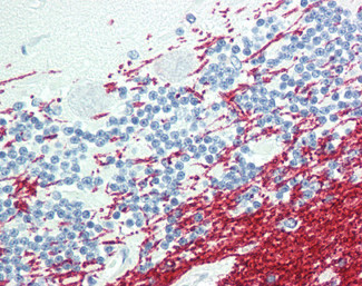 GCH1 Antibody in Immunohistochemistry (Paraffin) (IHC (P))