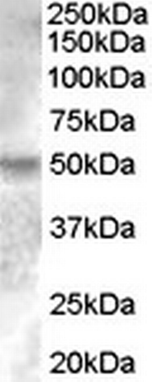 ESRRG Antibody in Western Blot (WB)