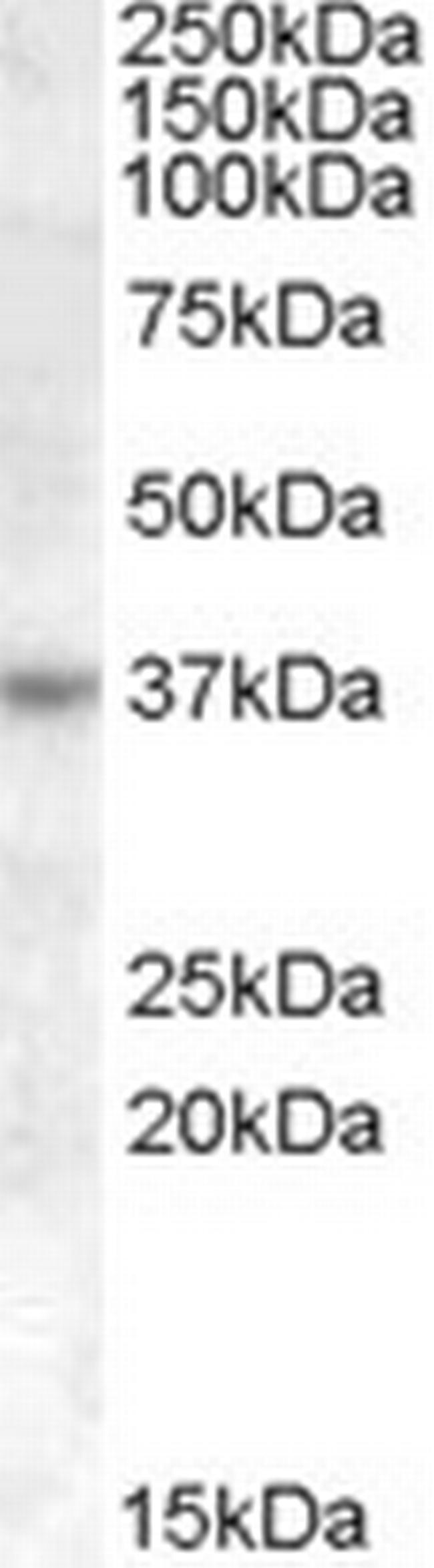 RASSF7 Antibody in Western Blot (WB)