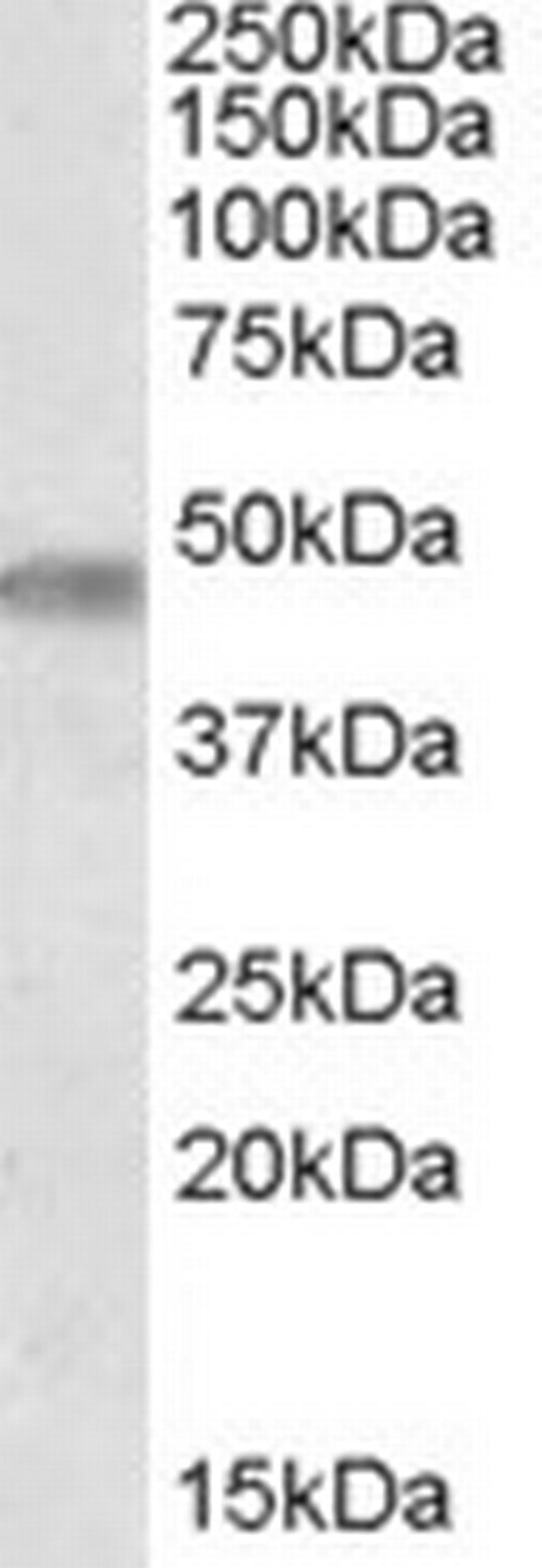 TOM1L1 Antibody in Western Blot (WB)