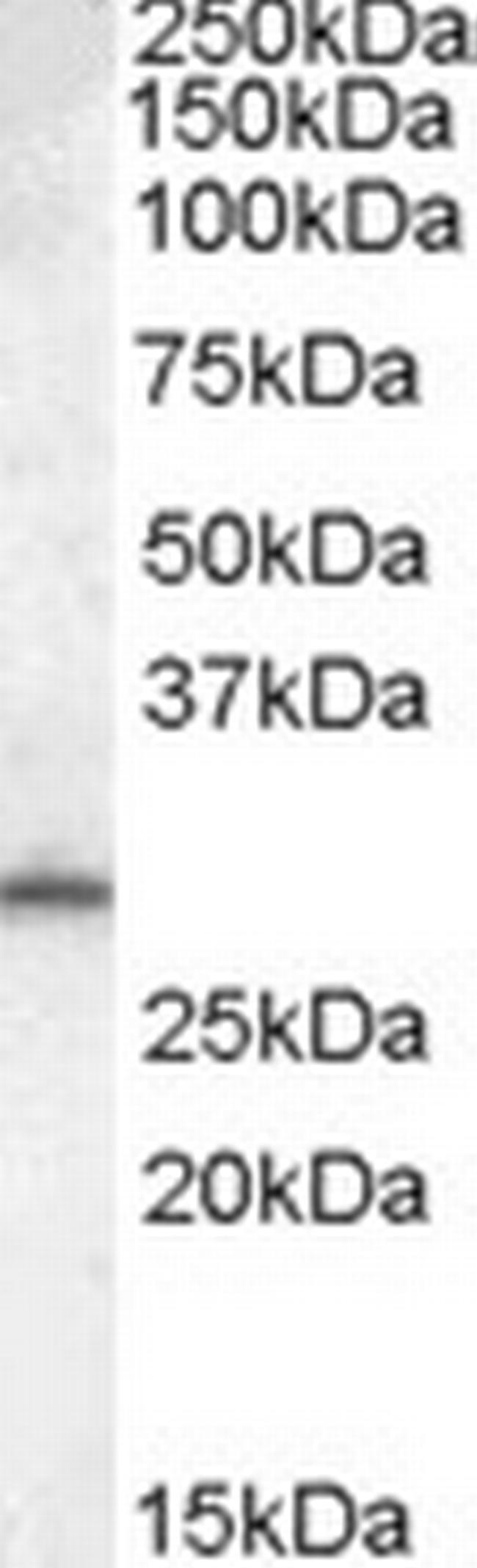 MTHFD2L Antibody in Western Blot (WB)