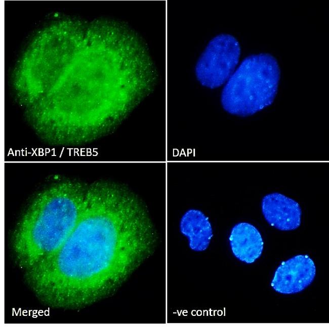 XBP1 Antibody in Immunocytochemistry (ICC/IF)