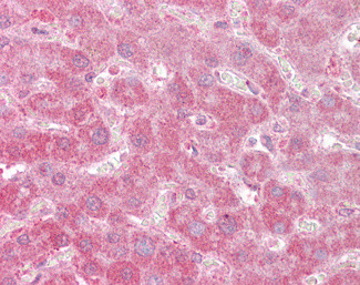 Apolipoprotein F Antibody in Immunohistochemistry (Paraffin) (IHC (P))