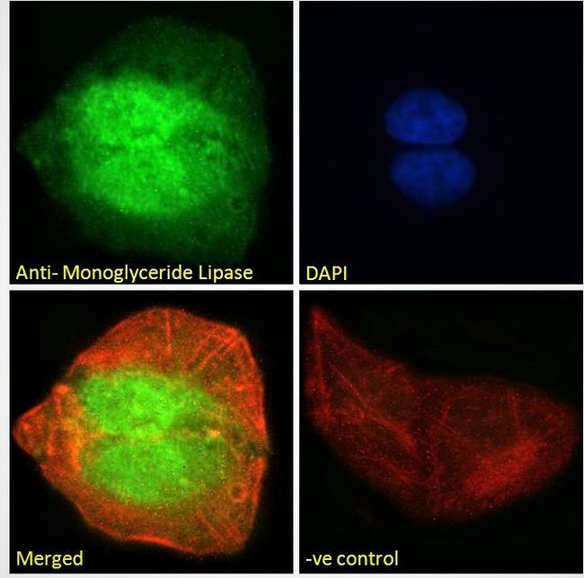 Monoacylglycerol Lipase Antibody in Immunocytochemistry (ICC/IF)