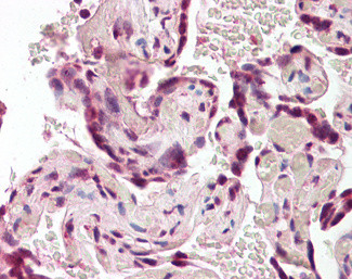 BAG4 Antibody in Immunohistochemistry (Paraffin) (IHC (P))