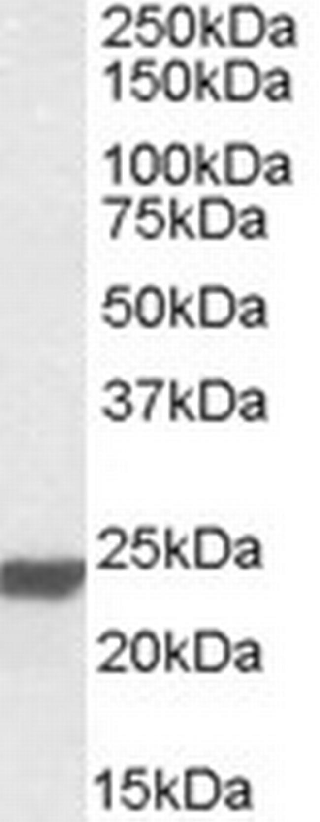 HMGB3 Antibody in Western Blot (WB)