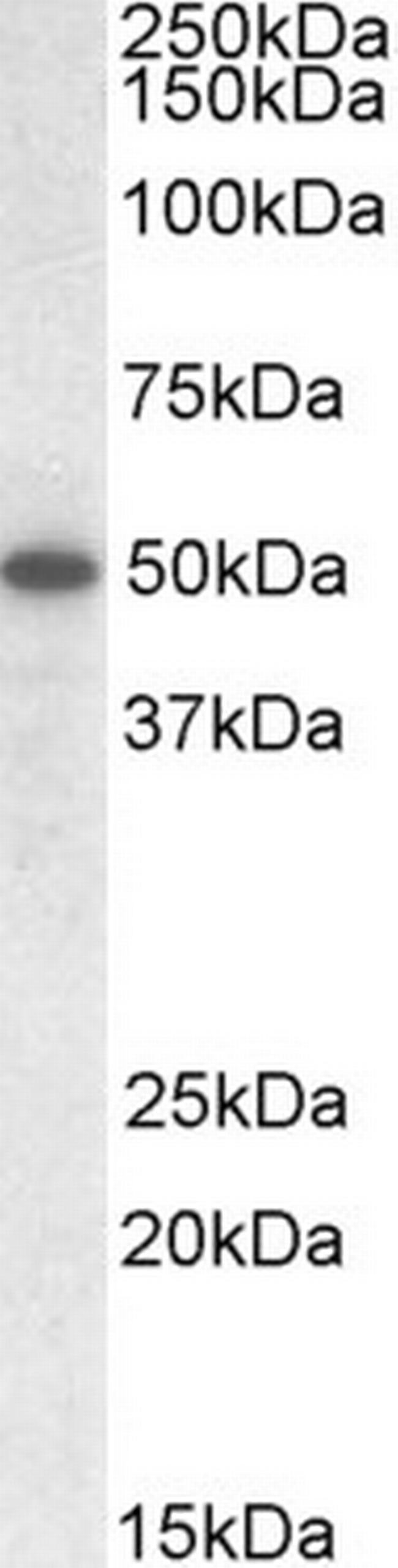 TEAD2 Antibody in Western Blot (WB)