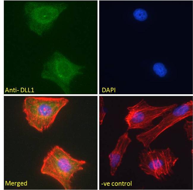 DLL1 Antibody in Immunocytochemistry (ICC/IF)