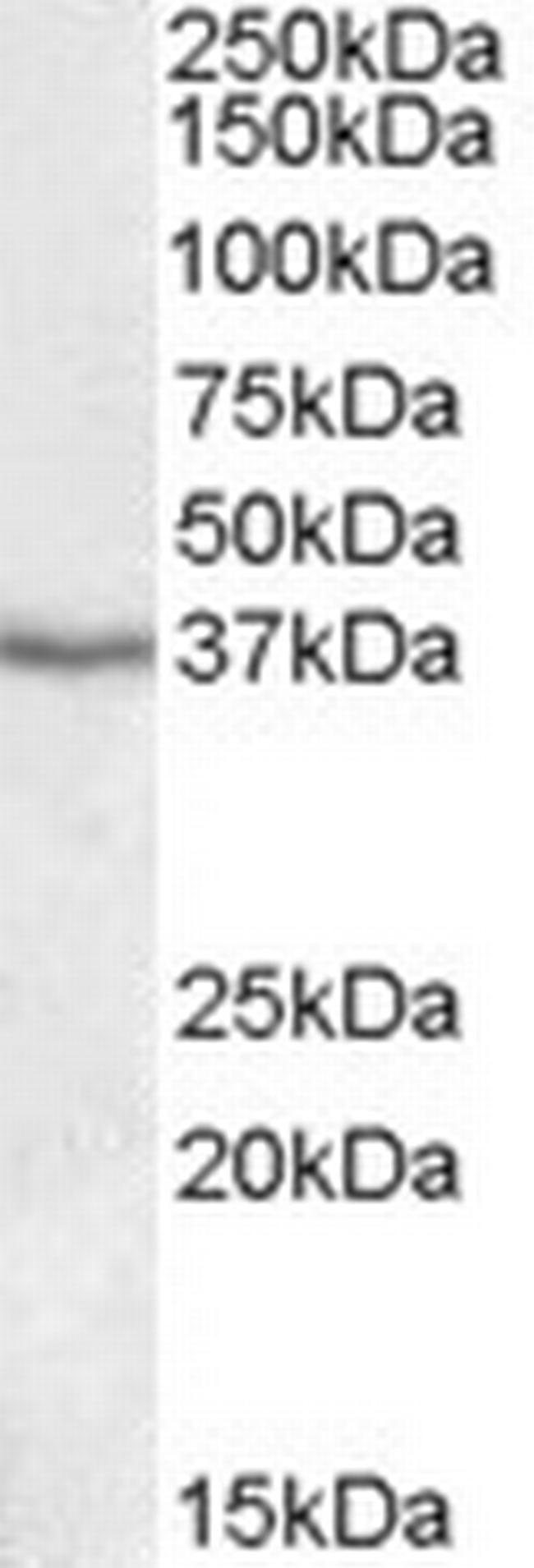 PON1 Antibody in Western Blot (WB)