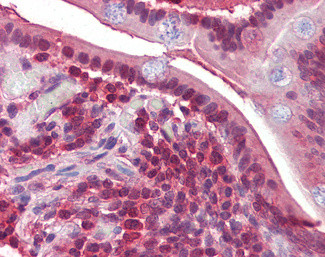 PPP4C Antibody in Immunohistochemistry (Paraffin) (IHC (P))