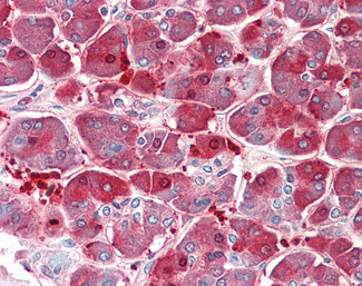 XPNPEP1 Antibody in Immunohistochemistry (Paraffin) (IHC (P))