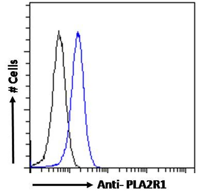 PLA2R1 Antibody in Flow Cytometry (Flow)