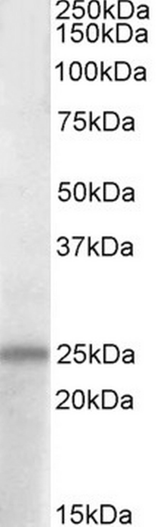 PACAP Antibody in Western Blot (WB)