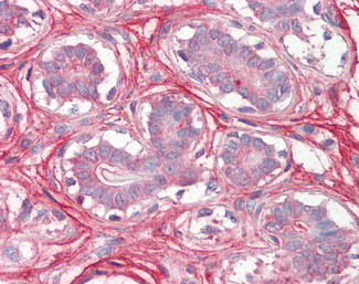 Decorin Antibody in Immunohistochemistry (Paraffin) (IHC (P))